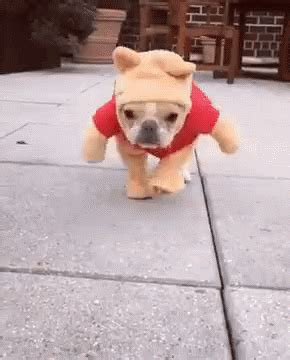 dog costume gif